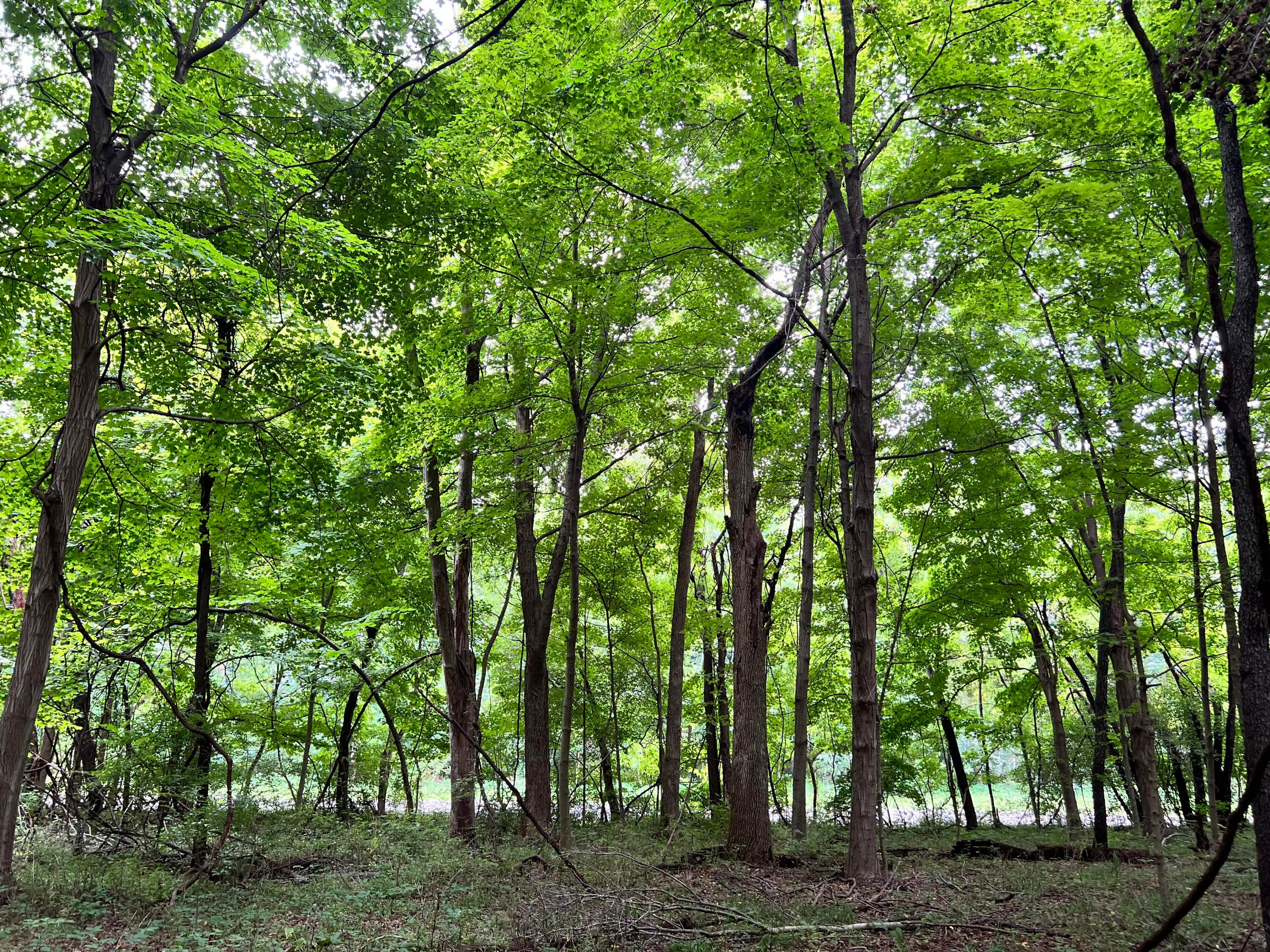 Lot 5 Royalton Road Southwest Lancaster, OH 43130 - Photo 8 of 12 10.07 Wooded Acres