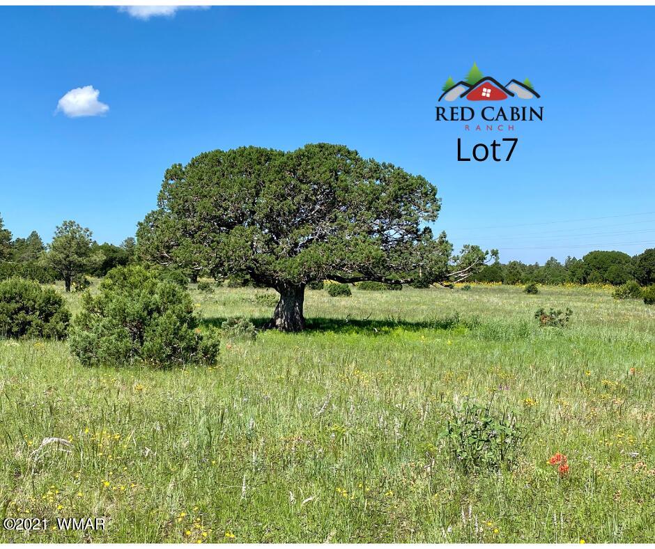 Lot 7 Red Cabin Ranch Vernon, AZ 85940 - Photo 7 of 21 Lot 7