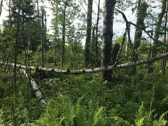 $49,000 | 61.0 Rg: 19 Lot: Blk: Ac, Angora, MN 55703