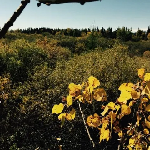 $49,000 | 61.0 Rg: 19 Lot: Blk: Ac, Angora, MN 55703