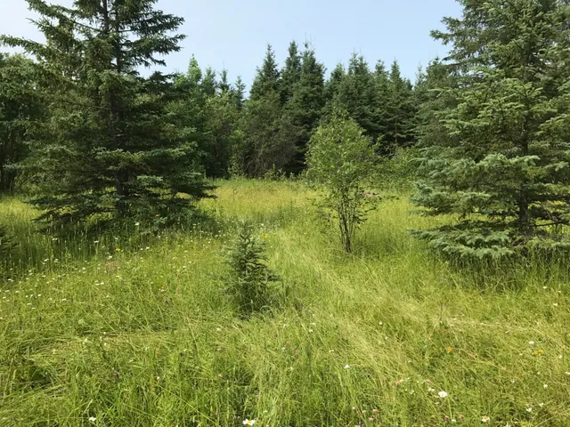 $49,000 | 61.0 Rg: 19 Lot: Blk: Ac, Angora, MN 55703