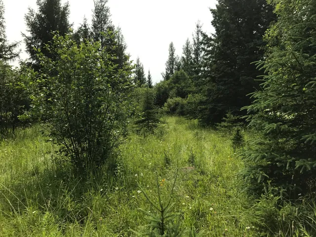 $49,000 | 61.0 Rg: 19 Lot: Blk: Ac, Angora, MN 55703