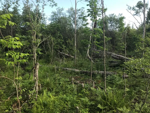 $49,000 | 61.0 Rg: 19 Lot: Blk: Ac, Angora, MN 55703