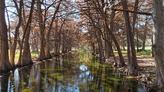 a view of a house with a tree