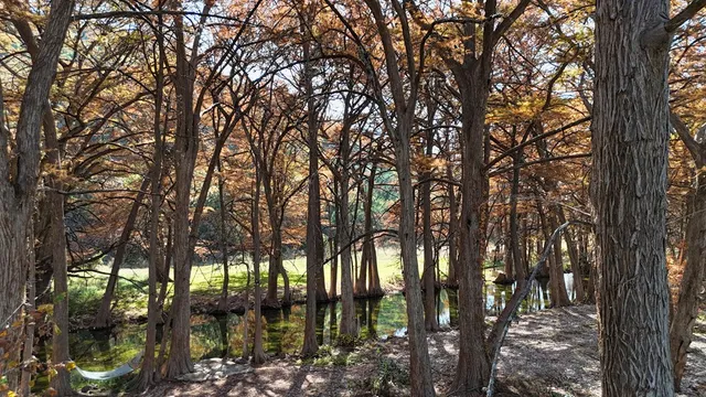a view of a house with a tree