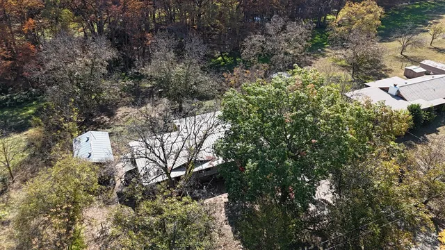 a view of a forest with a tree