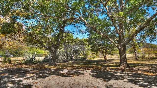 a view of a tree in a yard next to a lake