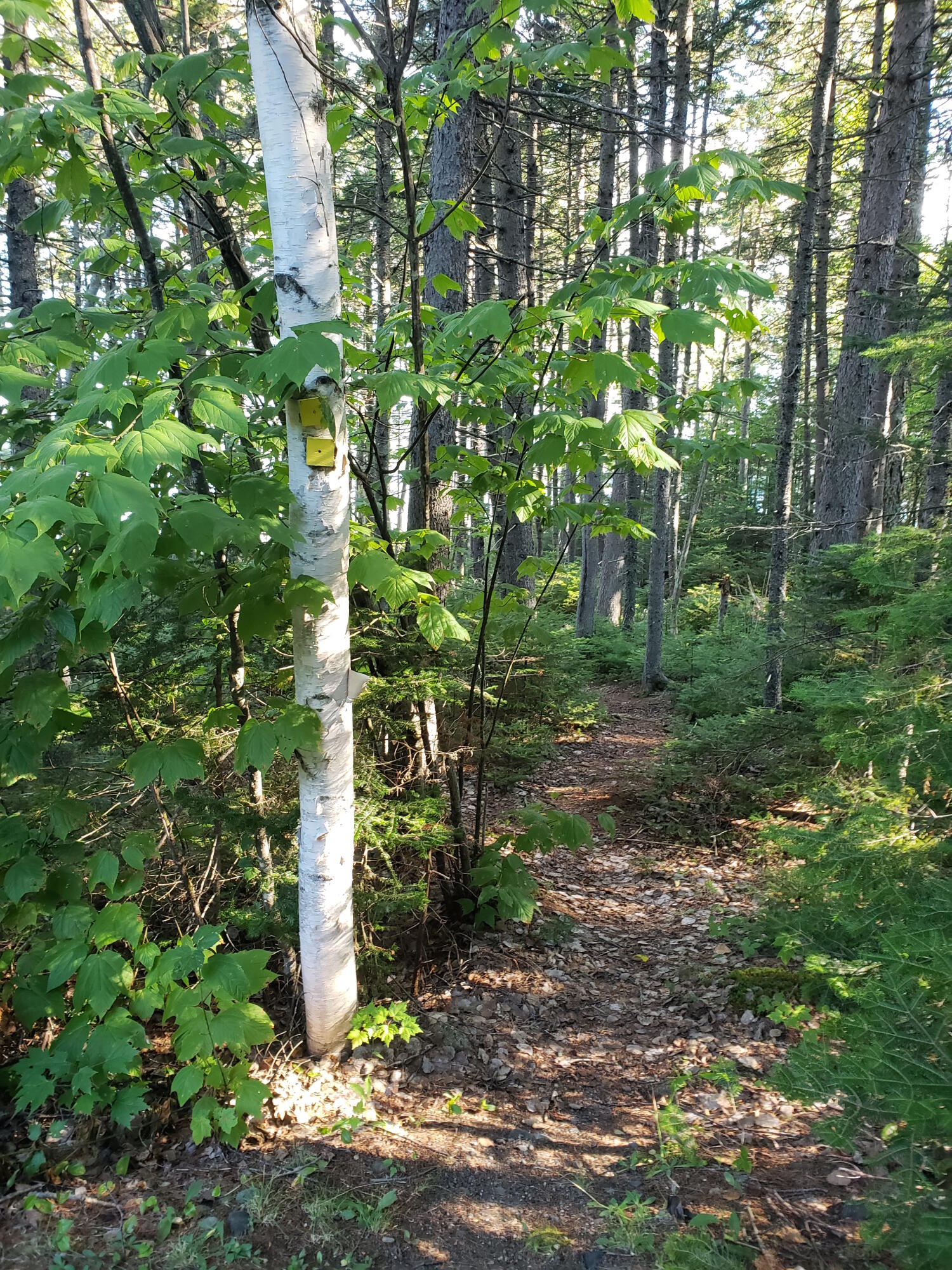 Lot 1 Rum Ridge Road Greenville, ME 04441 - Photo 13 of 14 One of Trails