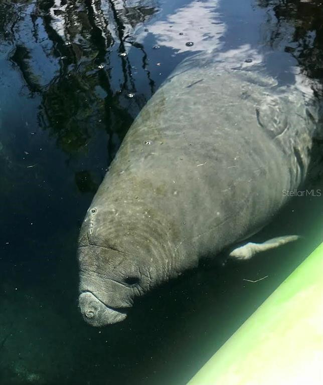 1376 Southwest Riverside Avenue Fort White, FL 32038 - Photo 34 of 40 a view of outdoor space and yard