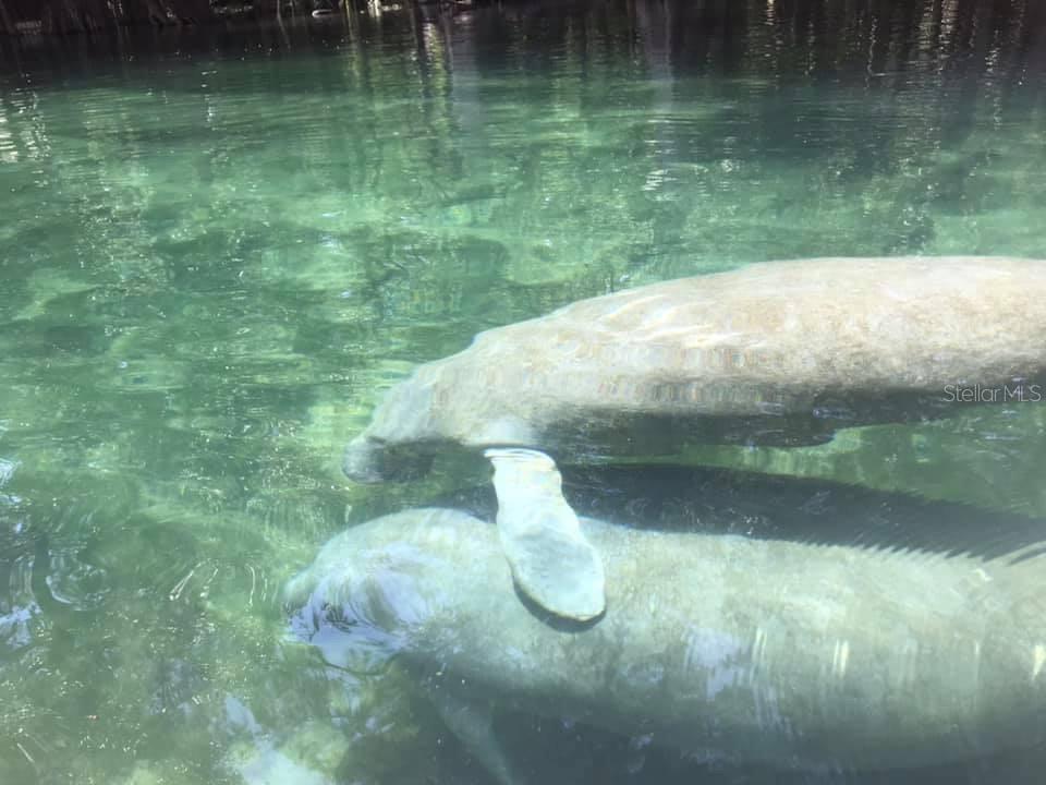 1376 Southwest Riverside Avenue Fort White, FL 32038 - Photo 35 of 40 a view of a green yard