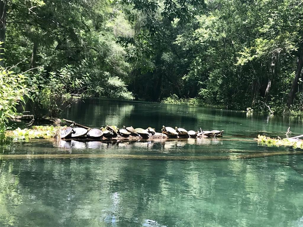 1376 Southwest Riverside Avenue Fort White, FL 32038 - Photo 36 of 40 a view of a lake
