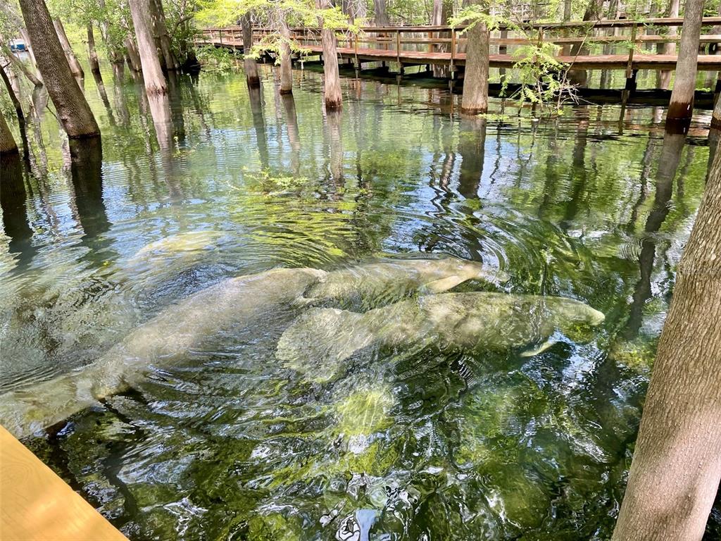 1376 Southwest Riverside Avenue Fort White, FL 32038 - Photo 38 of 40 a view of a lake view