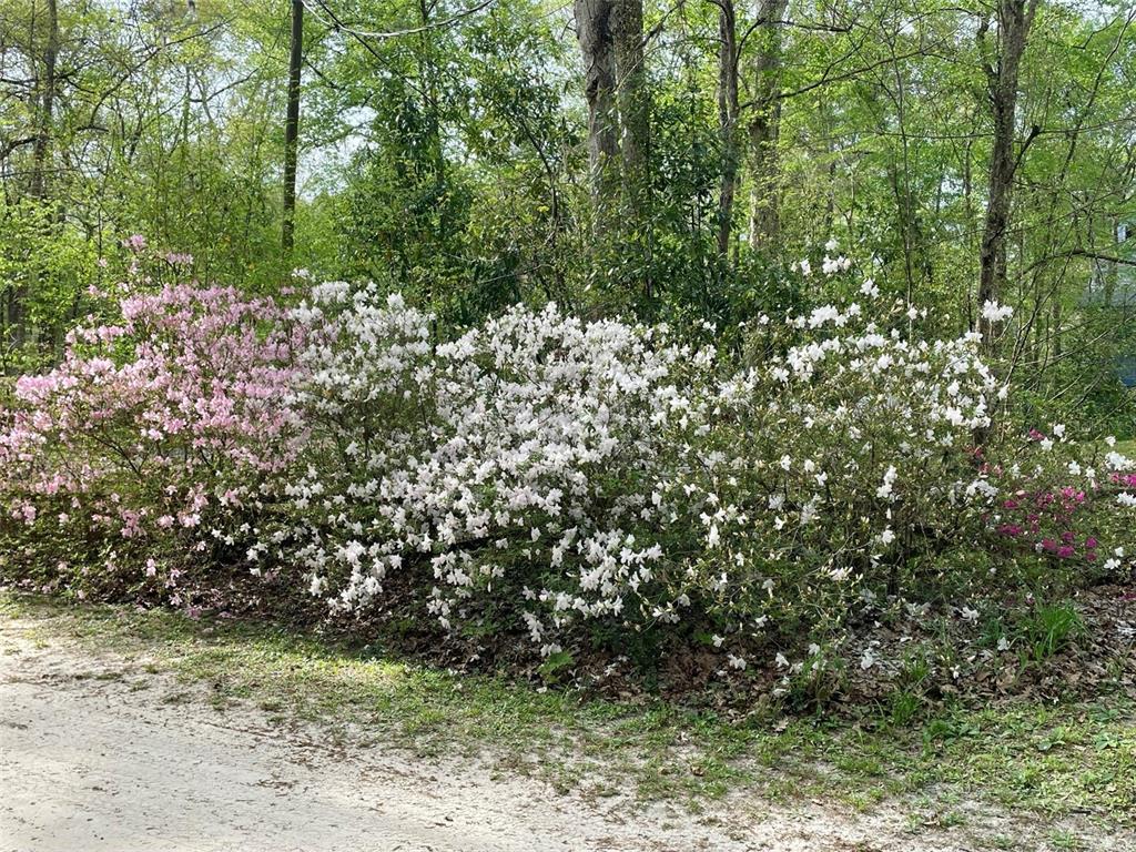 1376 Southwest Riverside Avenue Fort White, FL 32038 - Photo 39 of 40 a view of a yard with plants and large trees