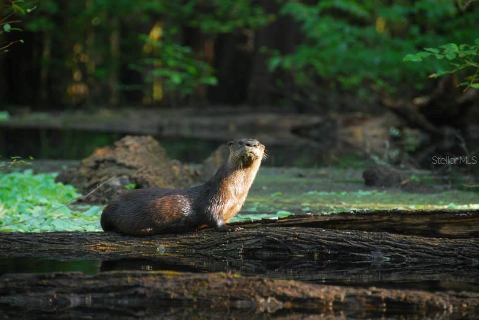 1376 Southwest Riverside Avenue Fort White, FL 32038 - Photo 4 of 40 a view of a yard with fire pit