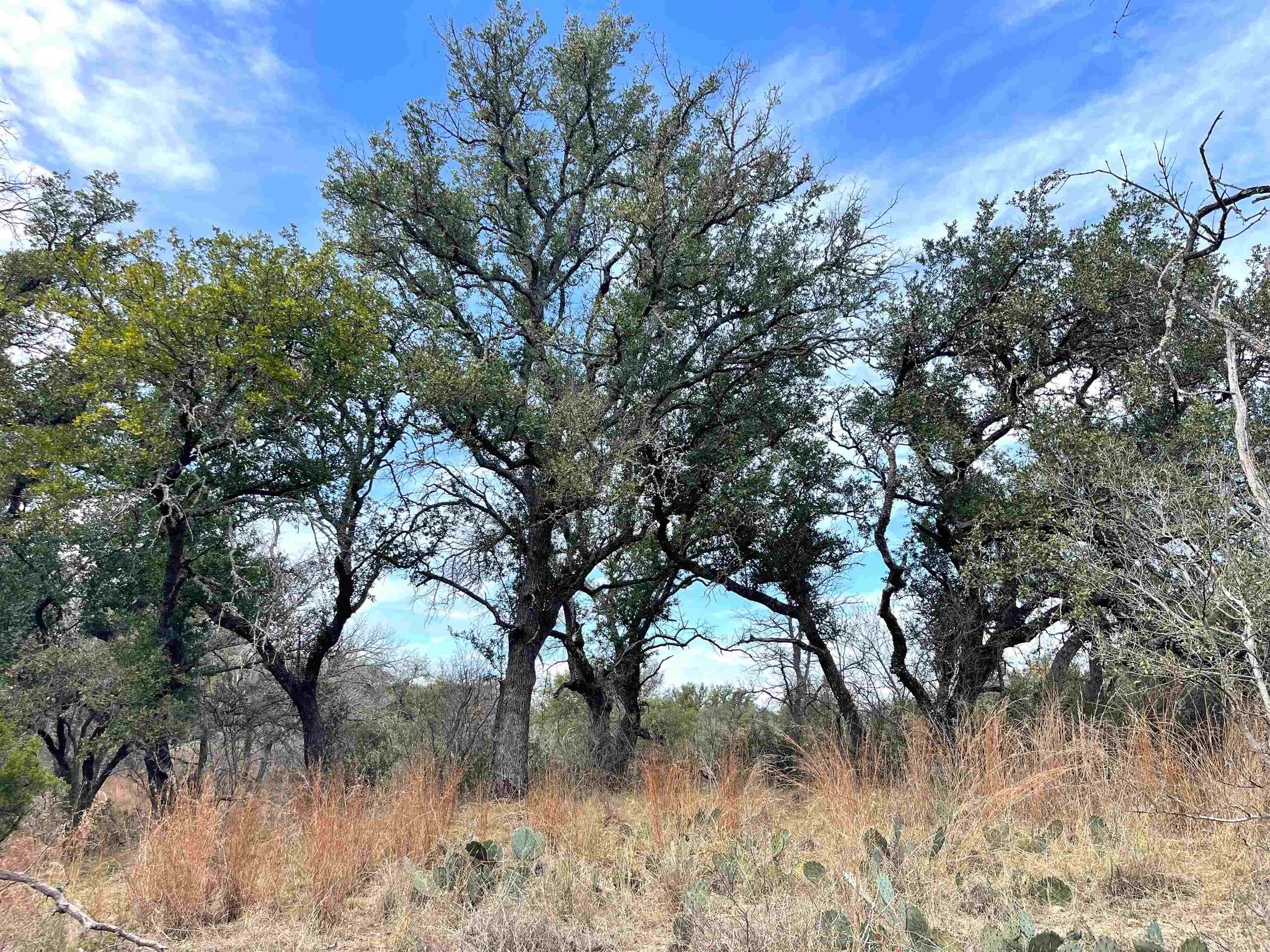 323 Thurman Loop Llano, TX 78643 - Photo 11 of 18 a view of a yard