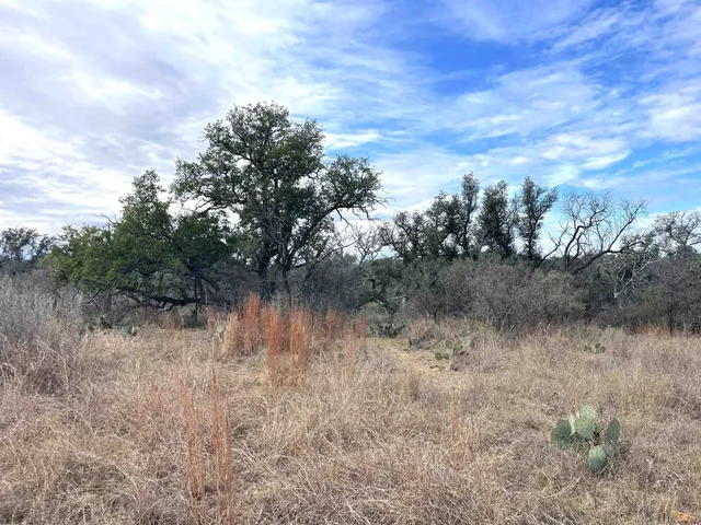 a view of a forest with lots of trees