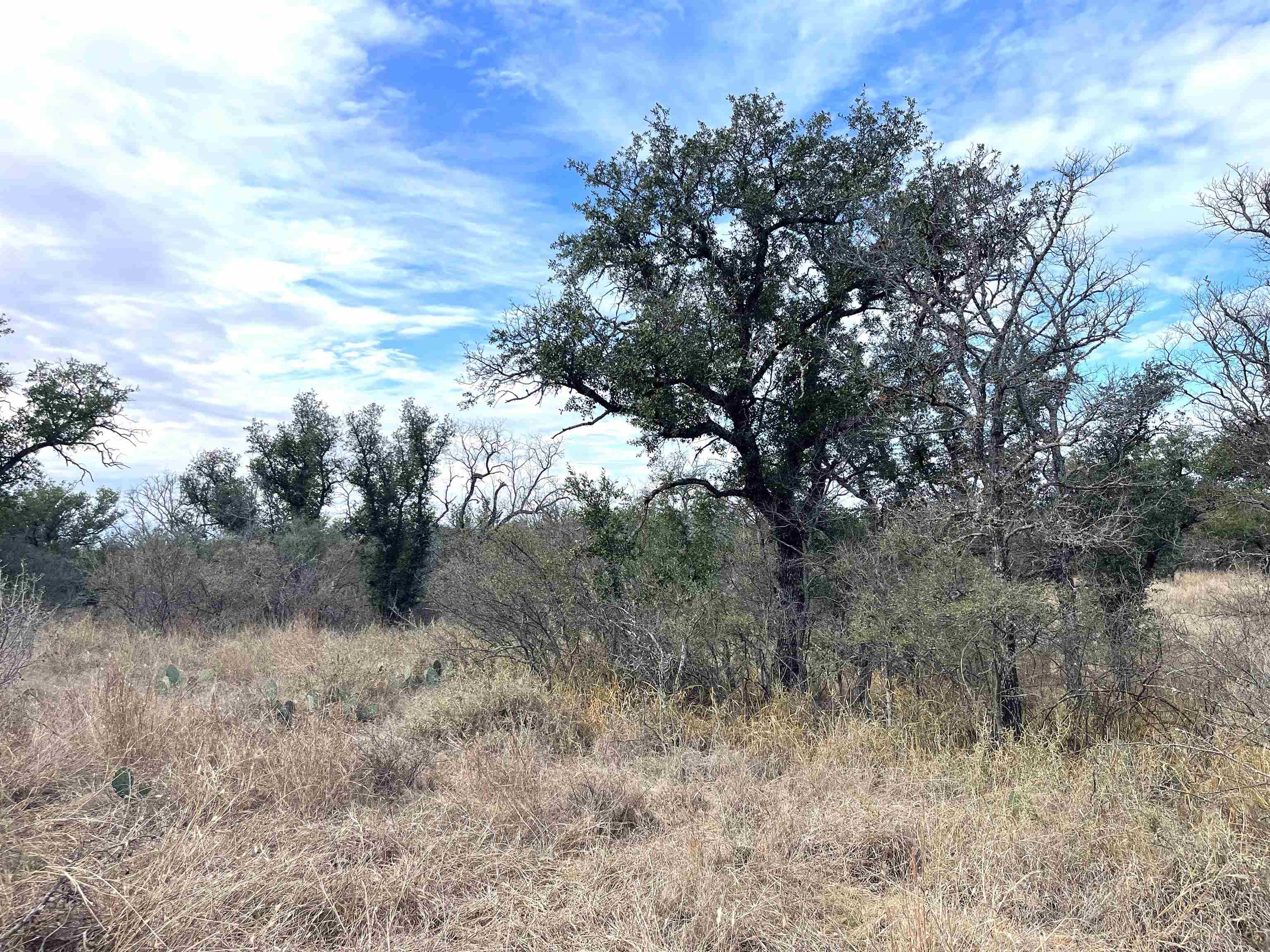 323 Thurman Loop Llano, TX 78643 - Photo 13 of 18 a view of a forest with lots of trees