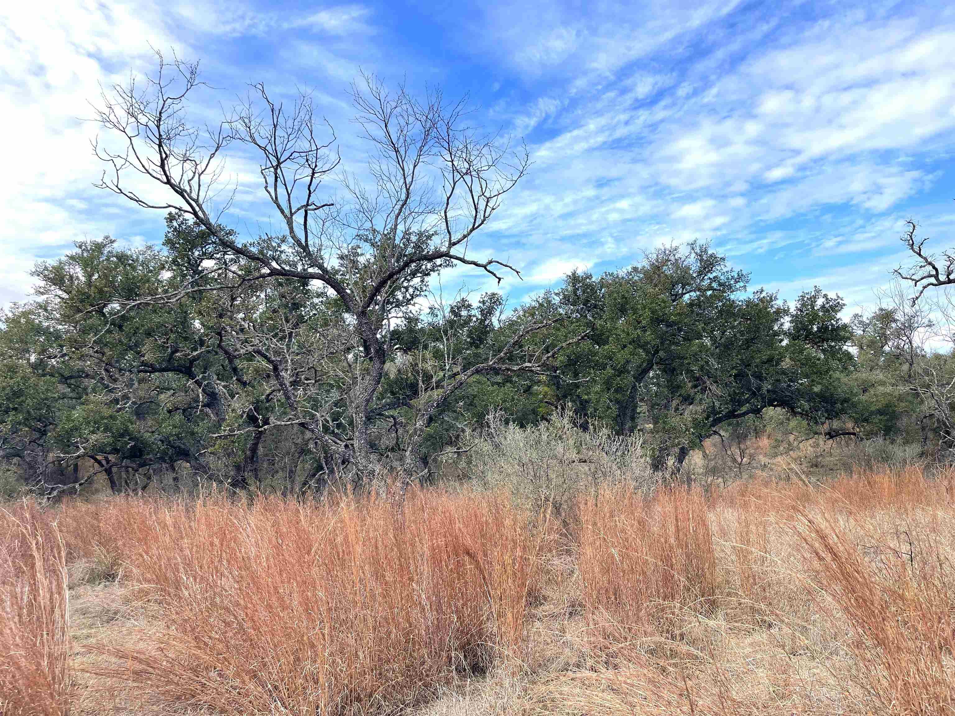 323 Thurman Loop Llano, TX 78643 - Photo 15 of 18 a backyard of a house with lots of green space