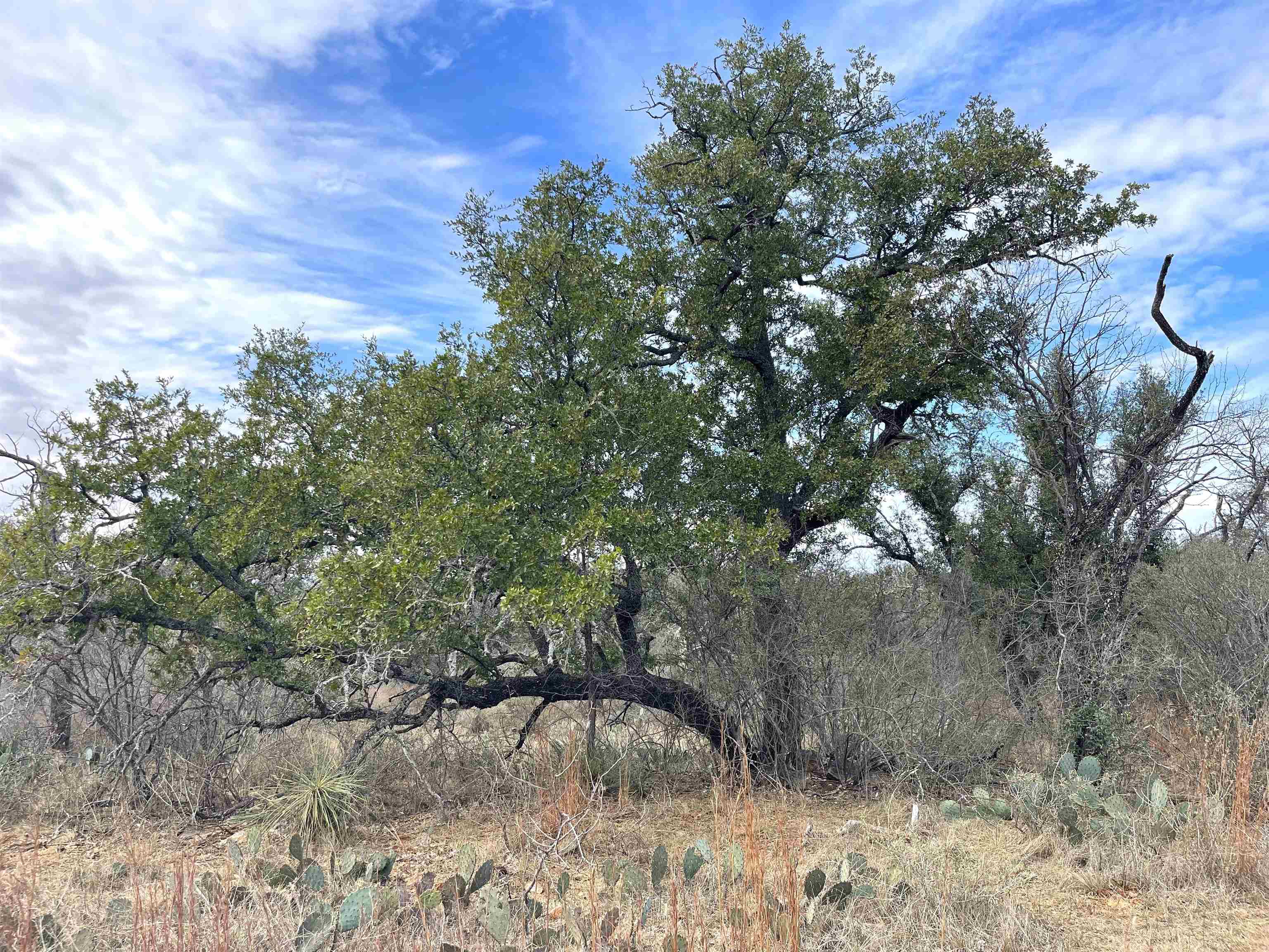 323 Thurman Loop Llano, TX 78643 - Photo 7 of 18 a view of a yard