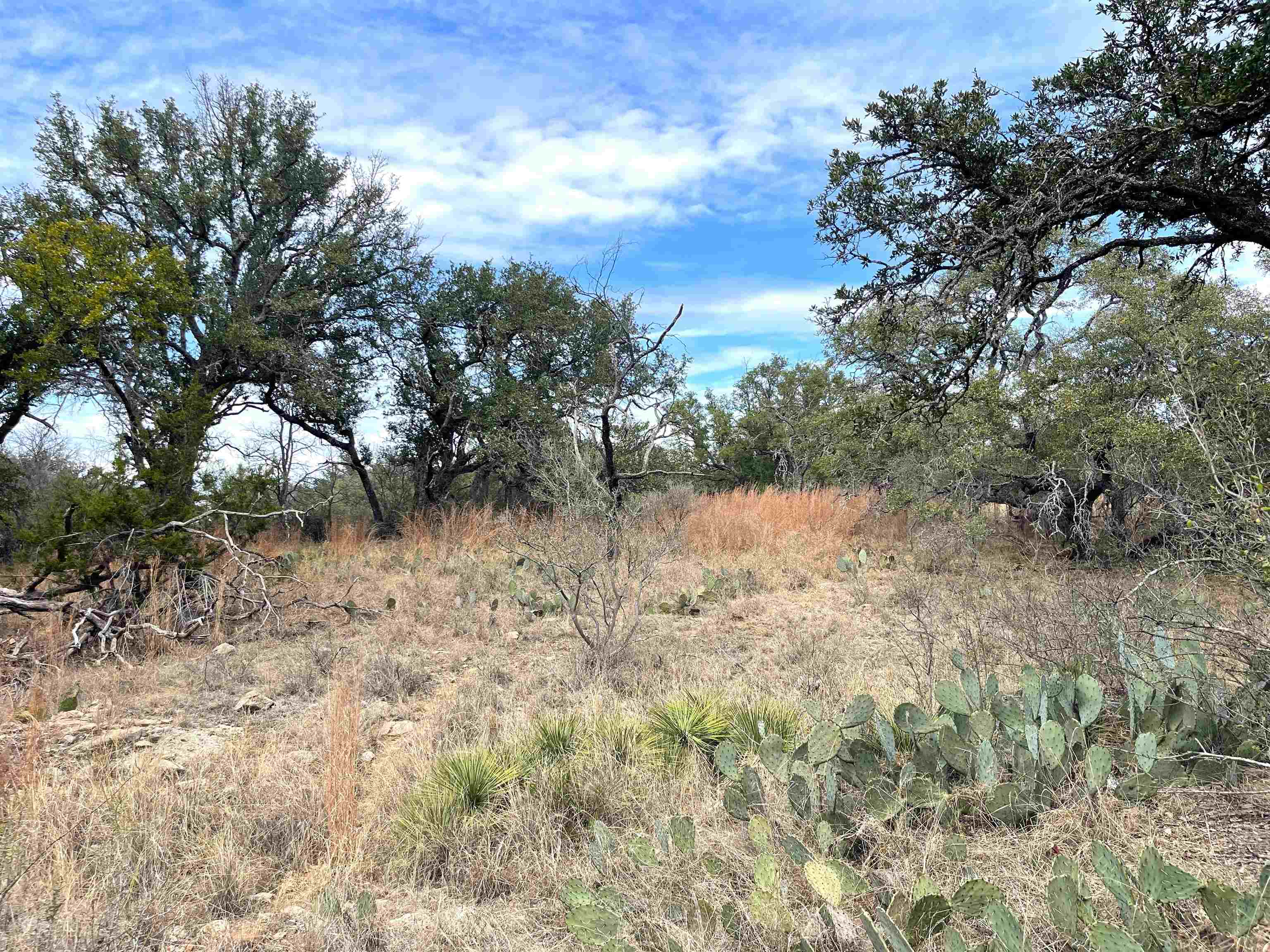 323 Thurman Loop Llano, TX 78643 - Photo 8 of 18 a view of a yard with a tree