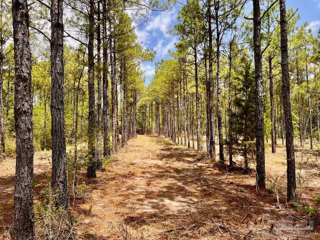 Lot 95 Turning Leaf Road Milton, FL 32571 - Photo 11 of 42 Gallery Image 11