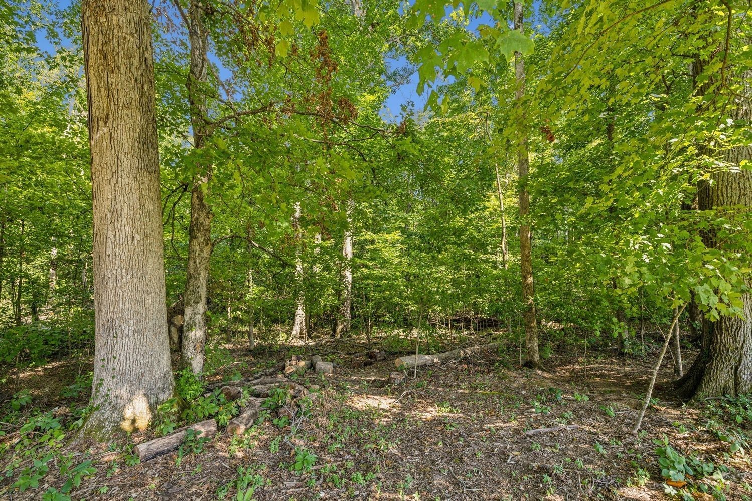 402 Zephyr Cove Lebanon, TN 37087 - Photo 25 of 27 a view of a yard with plants and large trees