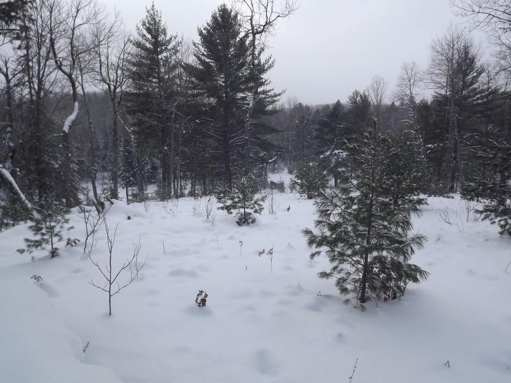 0 Burrows Road Wolverine, MI 49799 - Photo 24 of 30 Gallery Image 24