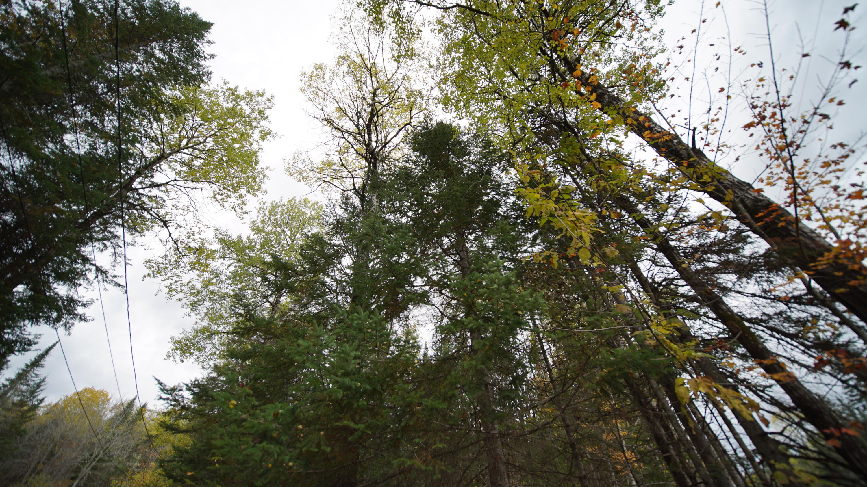 1093 Estabrook Road Amity, ME 04471 - Photo 13 of 32 DSC07615