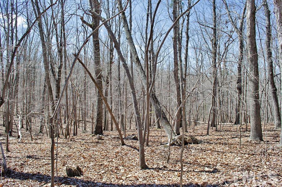 21 Fire Tower Drive Rougemont, NC 27572 - Photo 5 of 10 a backyard of a house with lots of green space