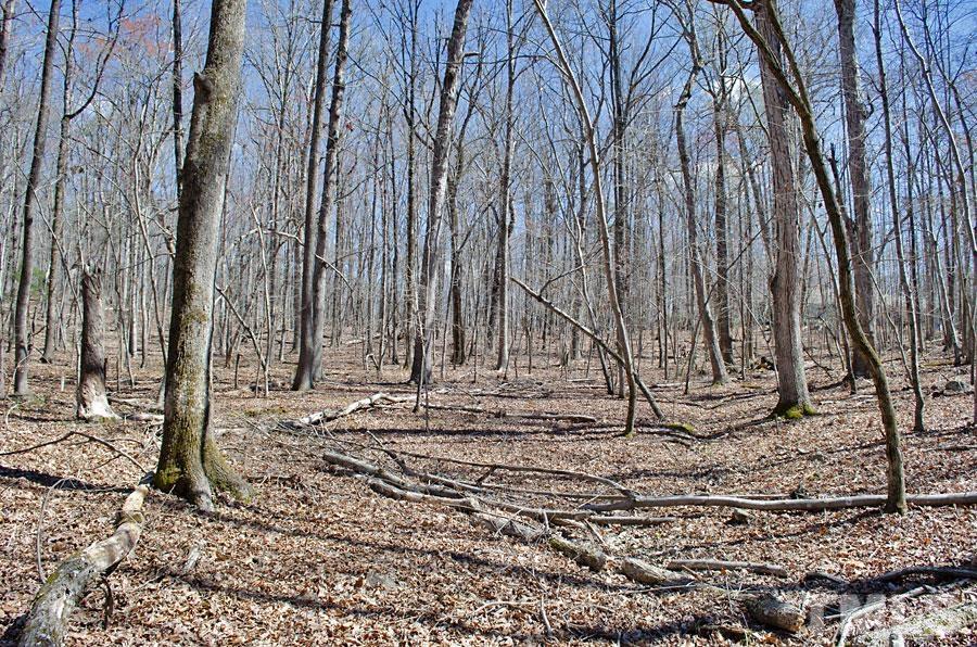 21 Fire Tower Drive Rougemont, NC 27572 - Photo 8 of 10 a view of a backyard of the house