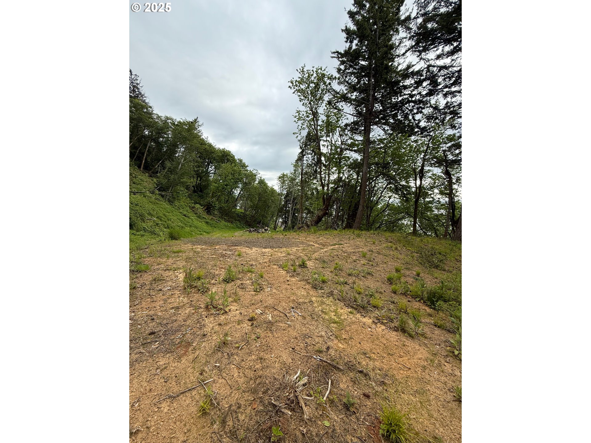 1049 Altoona-Pillar Rock Road Rosburg, WA 98643 - Photo 3 of 10 a view of a yard with trees in the background