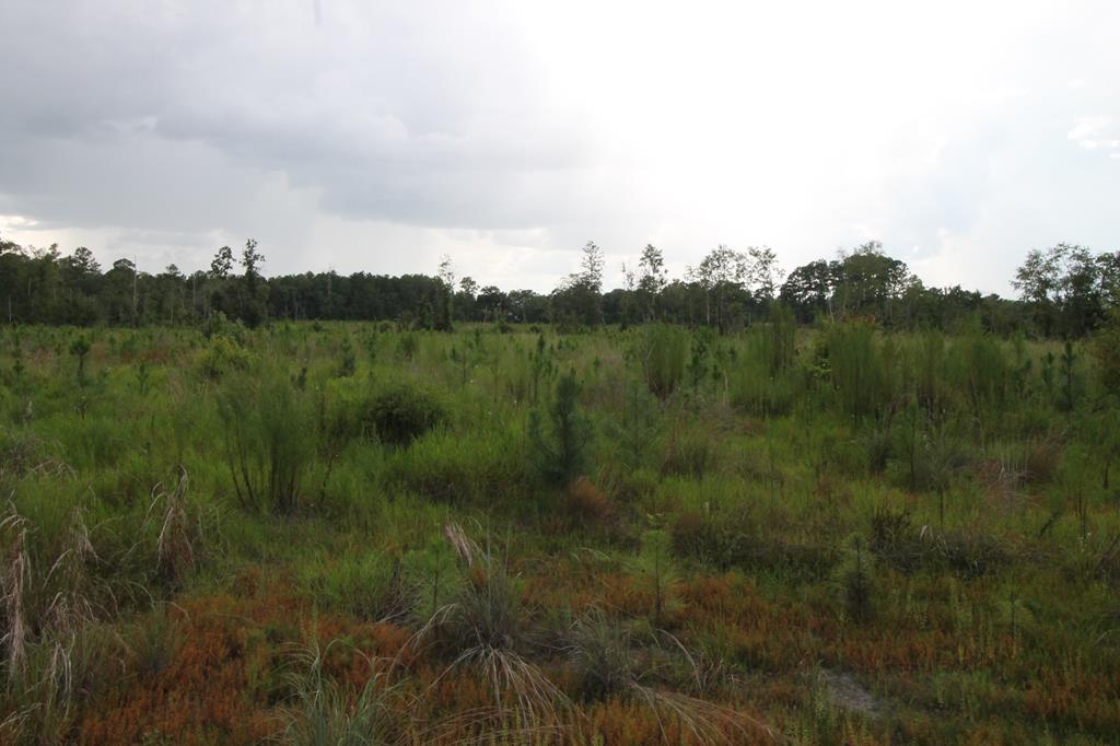Tbd Tbd Lineberger Rd/old Cyattville Road Valdosta, GA 31601 - Photo 6 of 7 Gallery Image 6