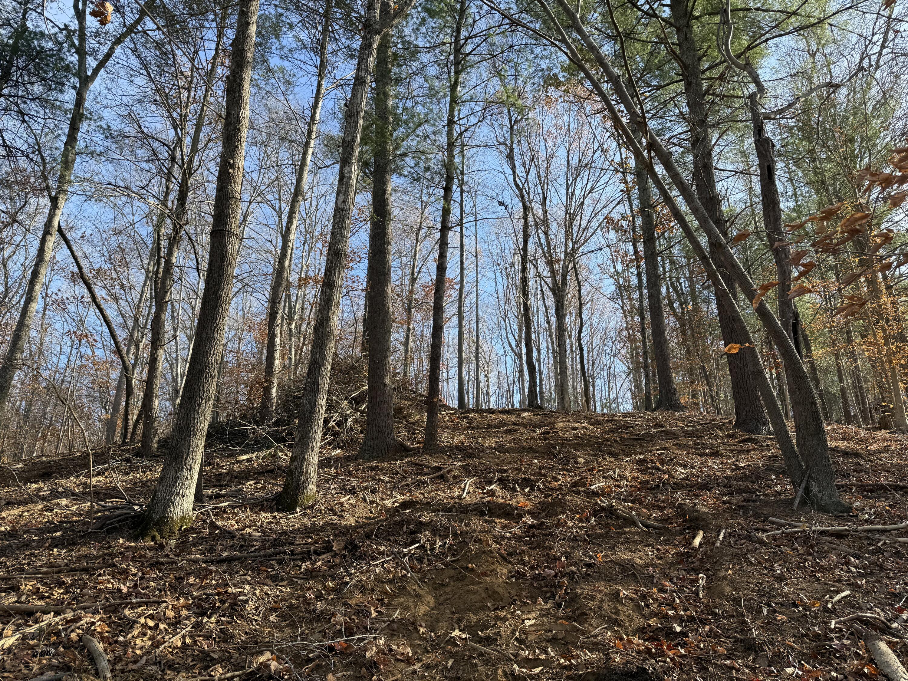 Lot 9 Tiki Terrace Goodview, VA 24095 - Photo 21 of 44 a view of a yard with trees