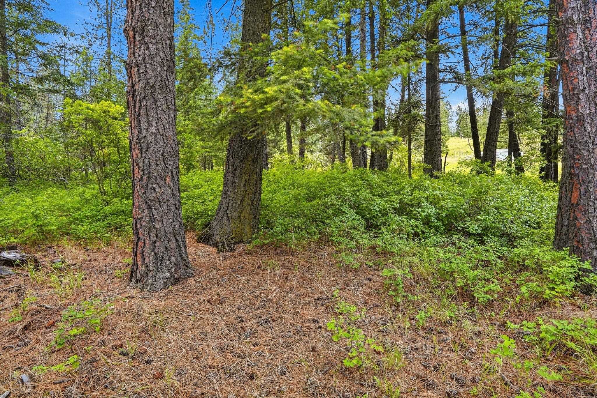 11603 East Deer Creek Road Chattaroy, WA 99003 - Photo 13 of 26