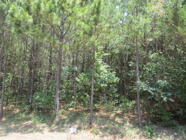 Lot 2 Murchison Palestine, TX 75801 - Photo 1 of 1