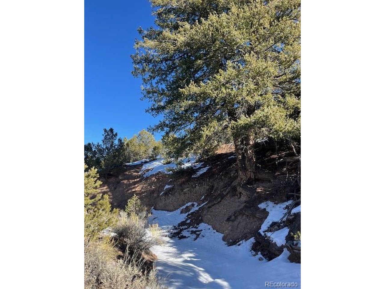 7860 Platten Road Fort Garland, CO 81133 - Photo 14 of 27 a picture of tree