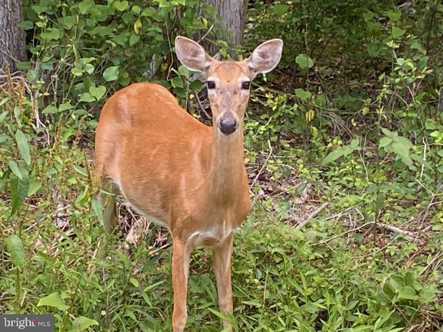 3114 Cunningham Drive Alexandria, VA 22309 - Photo 28 of 39