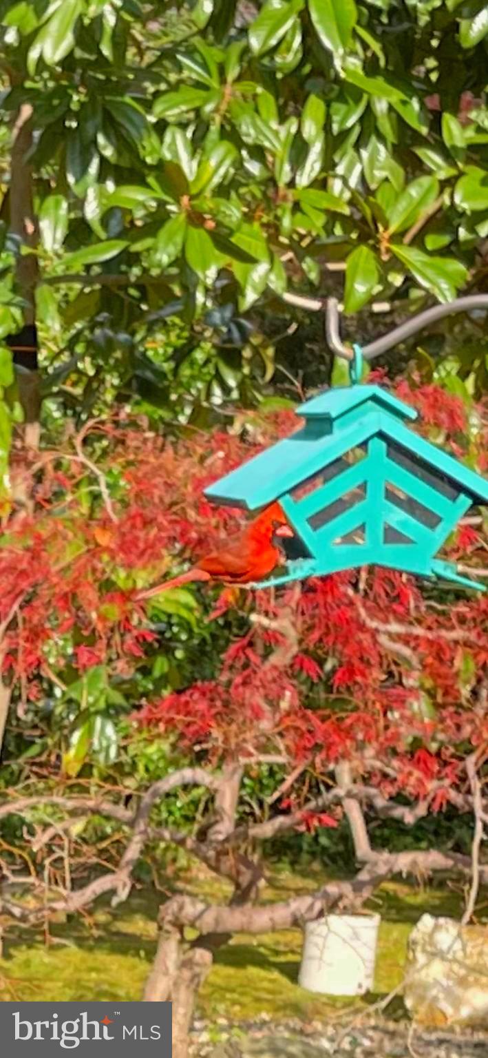 3114 Cunningham Drive Alexandria, VA 22309 - Photo 6 of 39 Gorgeous yard w/ magnolias, Japanese maples & more