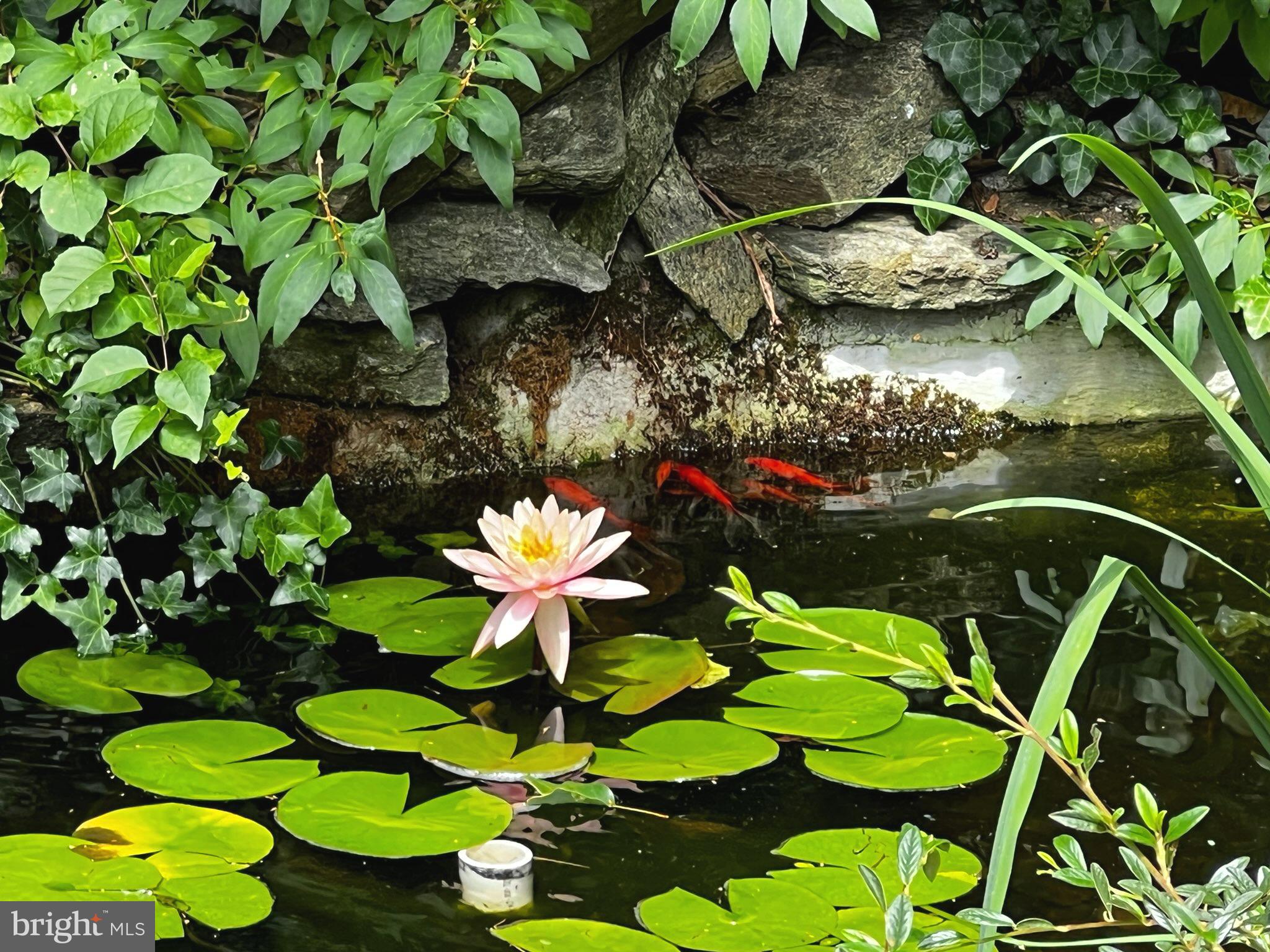 3114 Cunningham Drive Alexandria, VA 22309 - Photo 9 of 39 It even has a pond!