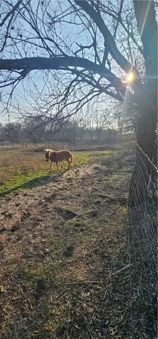 a view of a yard with a large tree