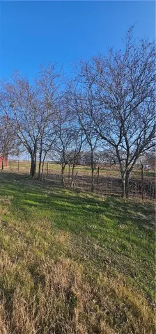 a view of yard with tree