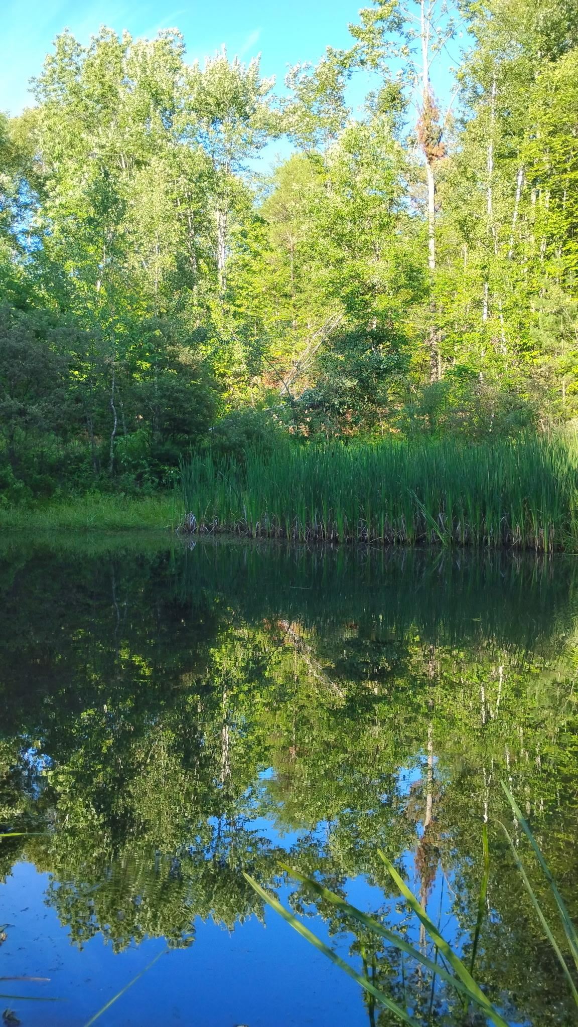 947 Foster Hill Road Landaff, NH 03585 - Photo 54 of 60
