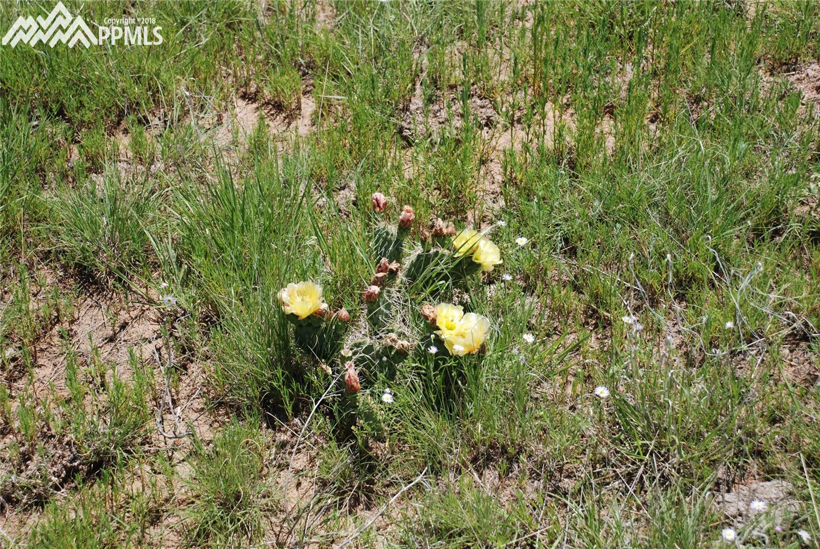 South Demmler Road Colorado Springs, CO 80928 - Photo 1 of 2
