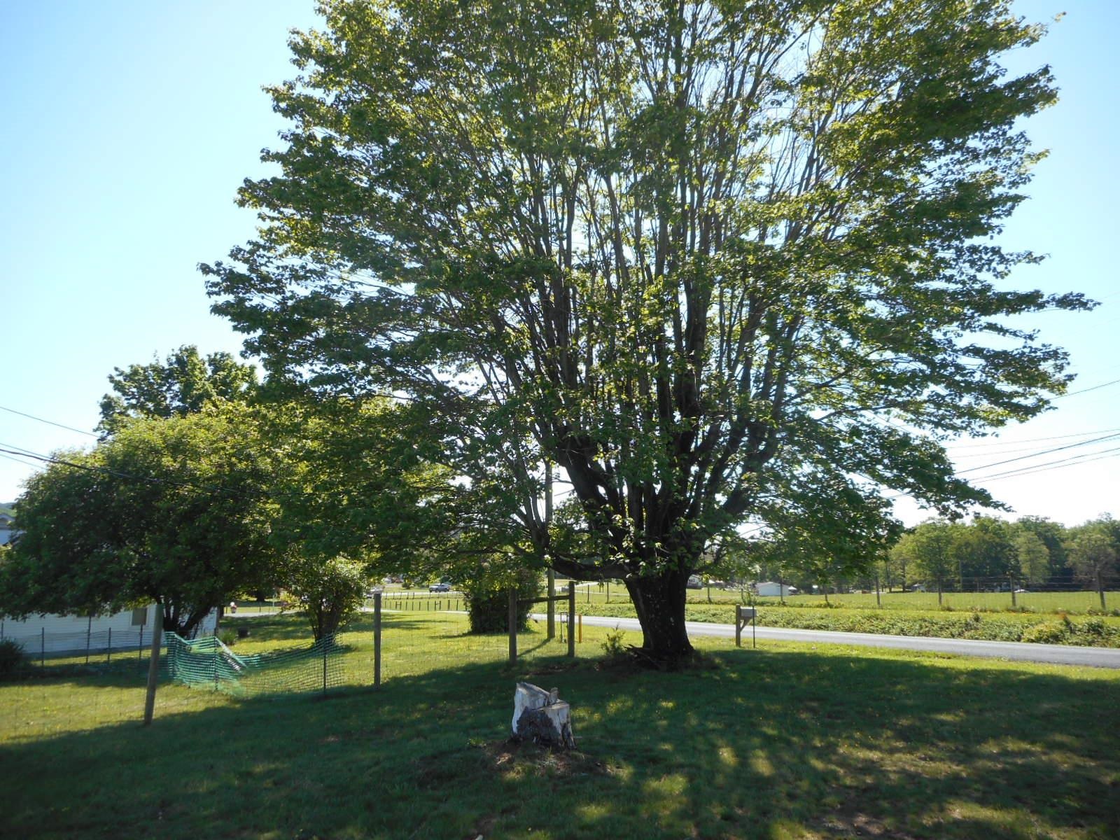 18874 Huckleberry Road Elkton, VA 22827 - Photo 6 of 23 a view of field with trees