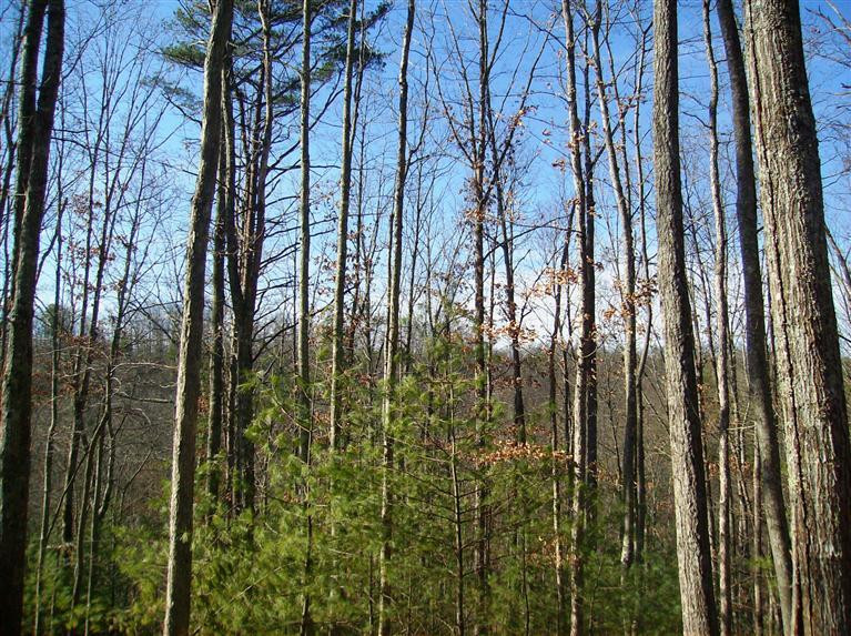 3 Umber Fork Road Campton, KY 41301 - Photo 5 of 22 Photo 5
