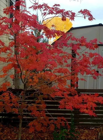 a backyard of a house