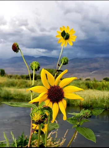 $52,999 | 399 East Yaney Street, Unit 53, Bishop, CA 93514