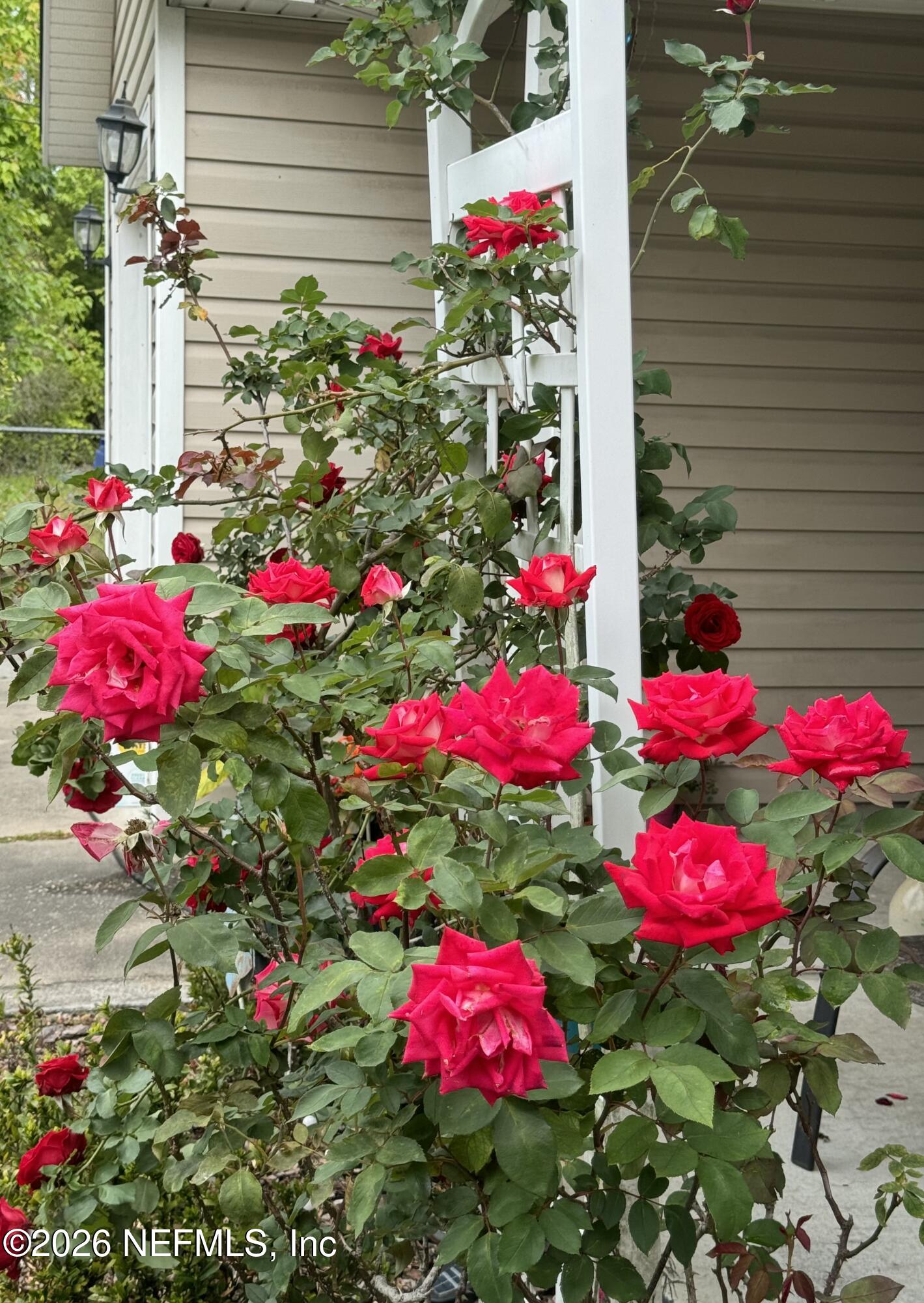 1240 4 Mile Road St. Augustine, FL 32084 - Photo 24 of 27 a view of a flower