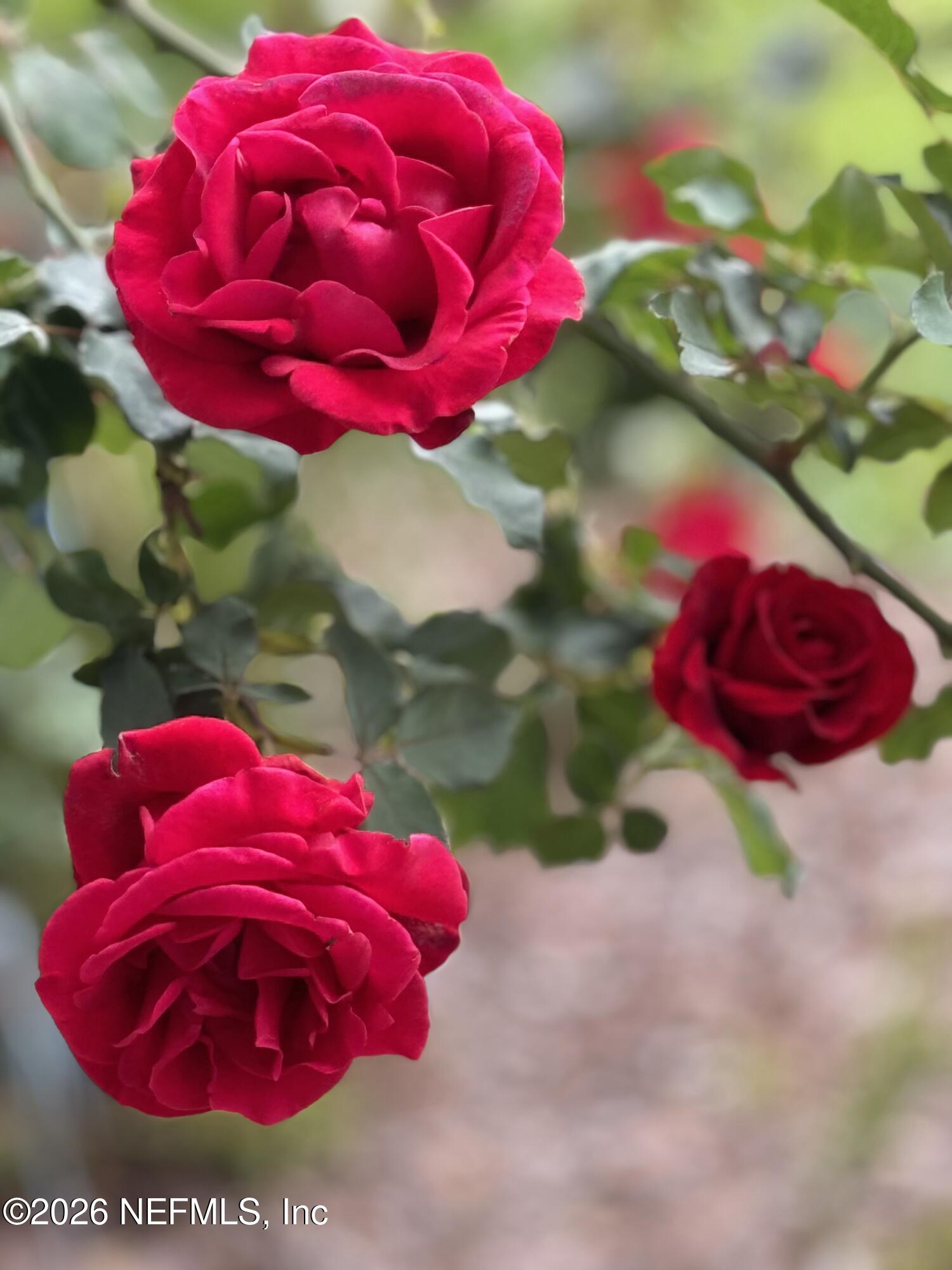 1240 4 Mile Road St. Augustine, FL 32084 - Photo 25 of 27