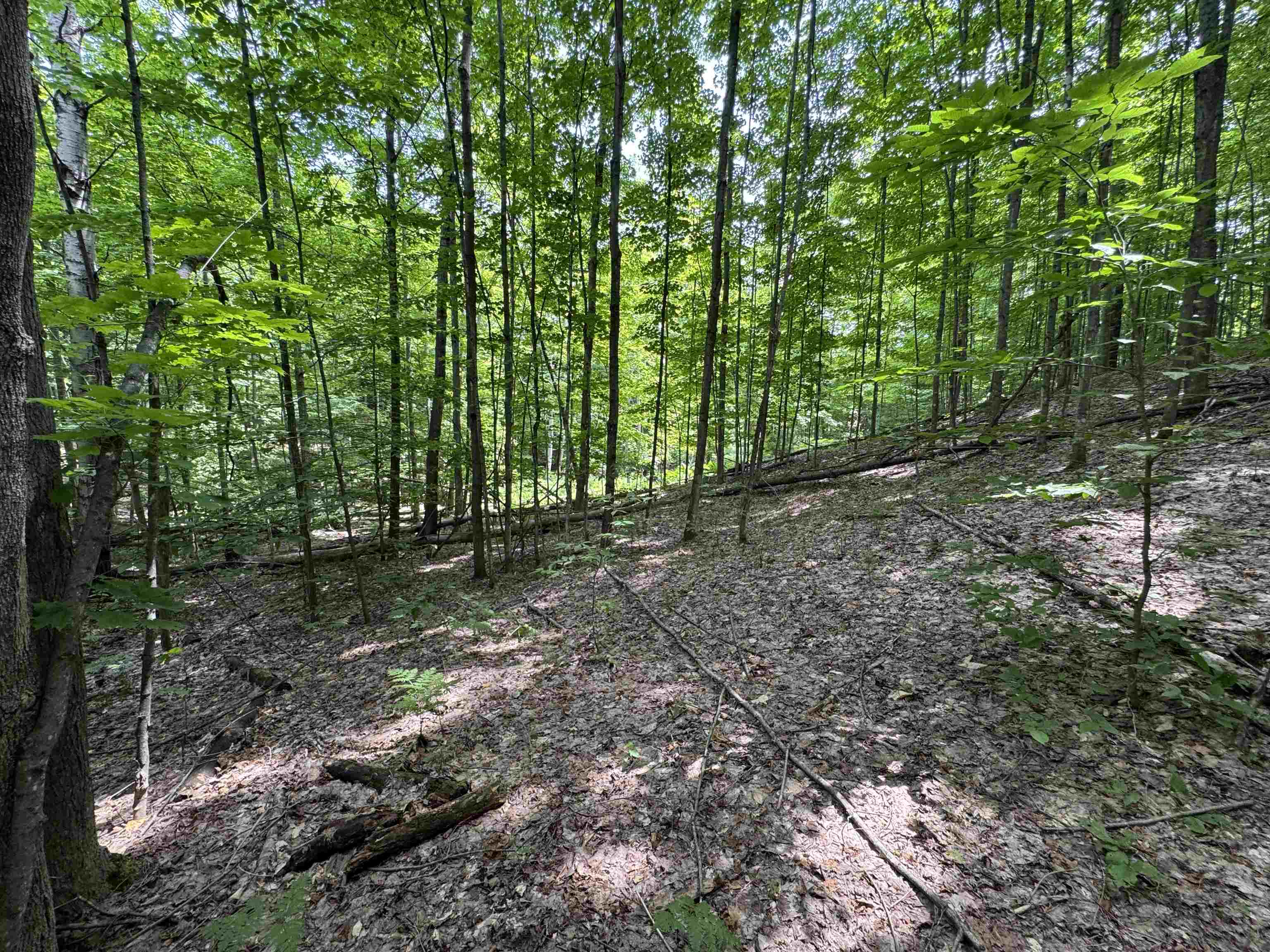 Lot #5 East Bellinger Road, Unit BELLINGER ESTATES LOT: 5 Cedar, MI 49621 - Photo 14 of 20